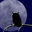 nightowl's avatar