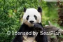 MrGPanda