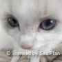 nicholasl23
